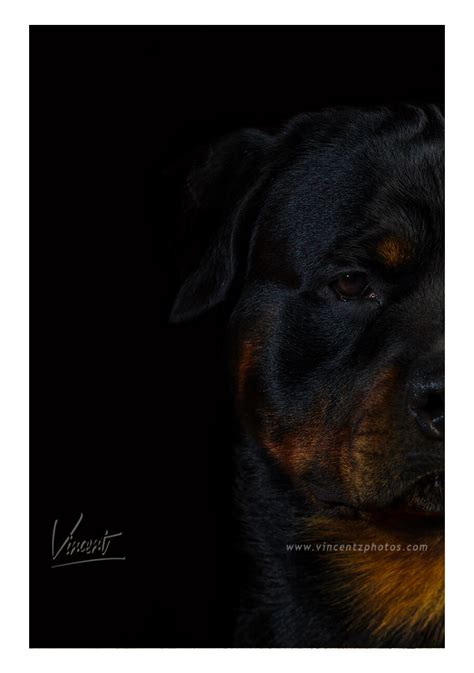 Rottweiler Portrait — Vincent Zuniaga