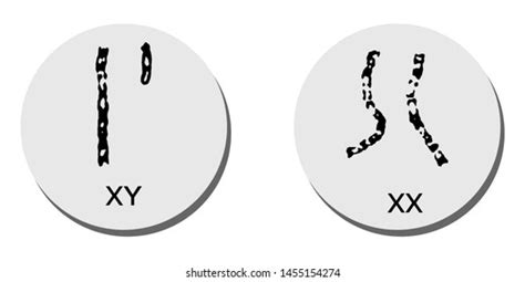 chromosome sign xx xy man woman stock illustration 1455154274 shutterstock