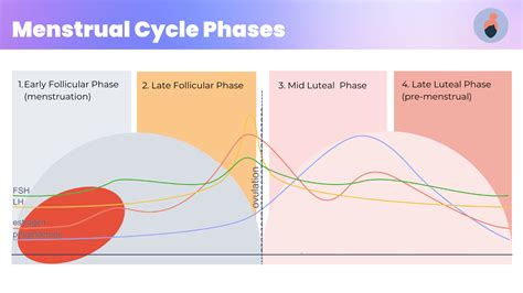 Phases Of The Menstrual Cycle Explained Complete Video