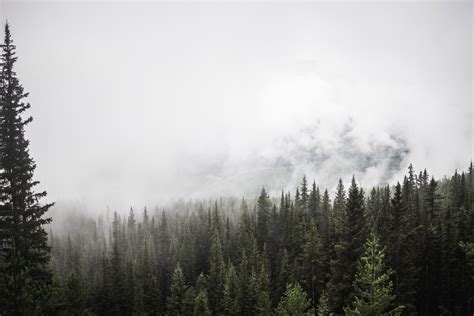 Pine Forest With Trees And Fog In Banff National Park Image Free