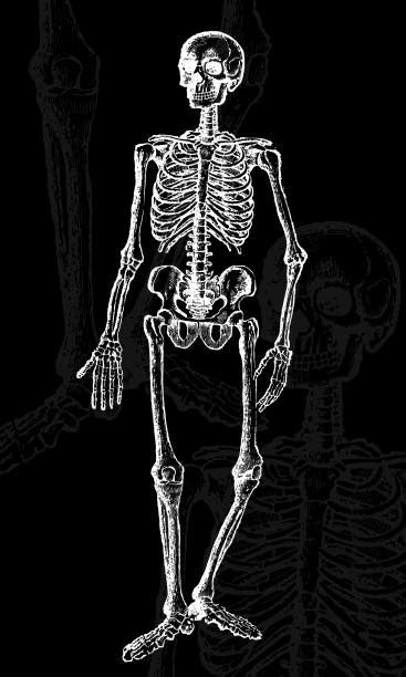 Full Human Skeleton Pictures Illustrations Royalty Free Vector