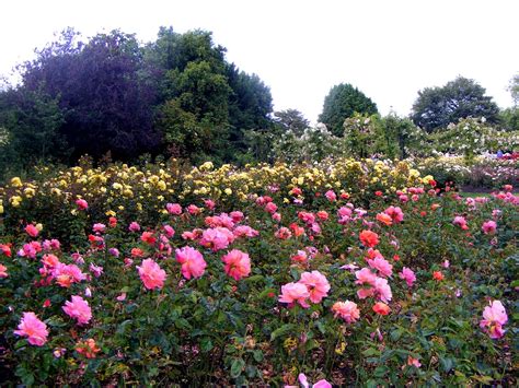 Queen Marys Rose Garden 28 June 2008