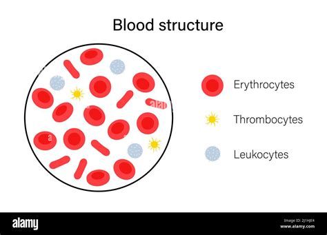 Blood Cells Illustration Stock Photo Alamy