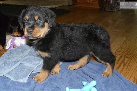 Your rottweiler puppy, while very small at the moment, will grow into a very large dog. Female Rottweiler Puppy For Sale - Animal Friends