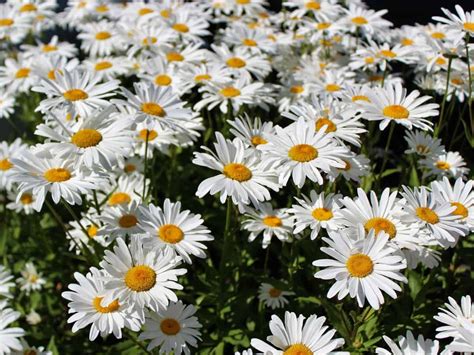 Check spelling or type a new query. 17 Full Sun Plants - Sun Loving Flowers and Perennials