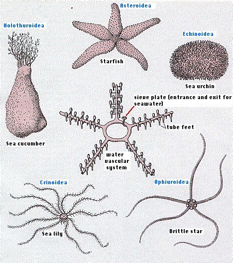 Basket Stars Belong To The Phylum Echinoderms Which Also Includes Sea