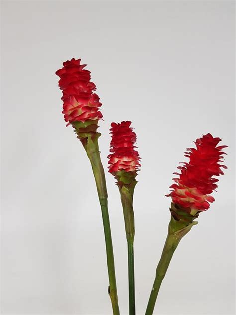 ginger flower stem red desflora