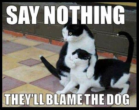 National Cat Day 2017 10 Funny Memes Comic Sands