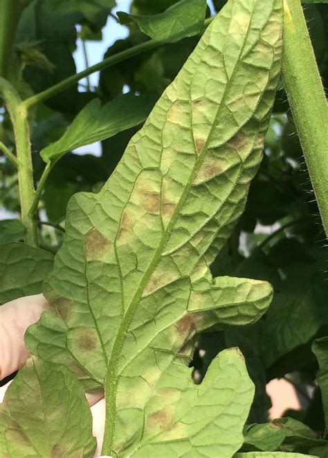 Do i mulch my tomato plants? Common Diseases of Tomatoes | Mississippi State University ...