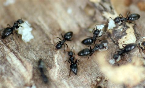 Learn more about charlotte nc termite control. Pest Control Details | Truly Nolen