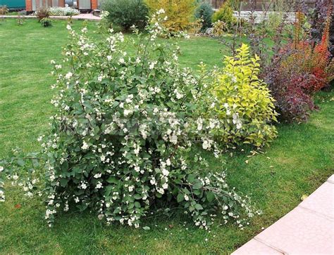The Snowberry Is A Shrub With A Sweet Temper Part 1 Best Landscape