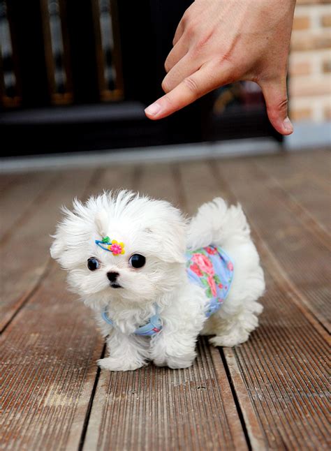 Teacup Maltese Clothes Dress The Dog Clothes For Your Pets