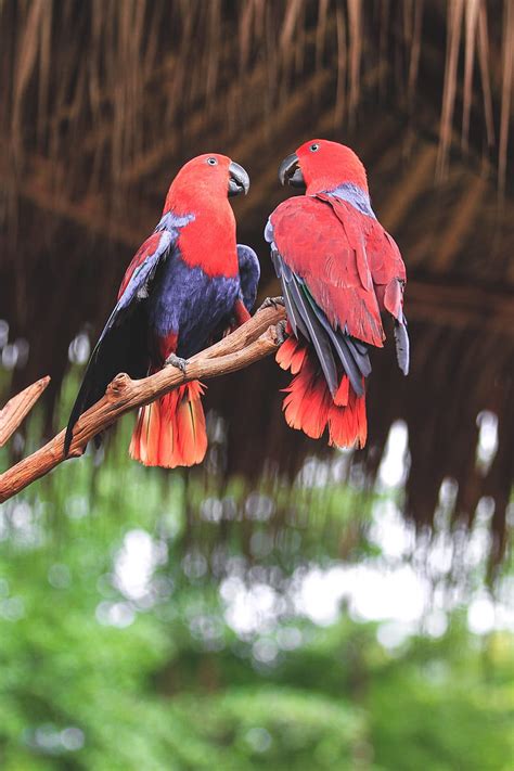 Parrots Birds Red Branch Hd Phone Wallpaper Peakpx