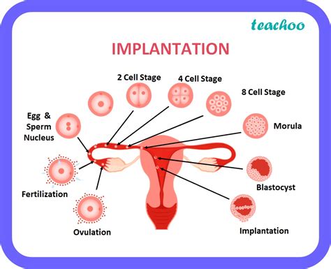 Implantation In Reproduction With Diagram And Full Process