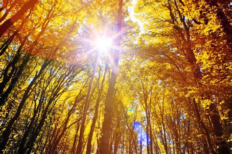 Sunlight In The Autumn Forest Stock Photo Image Of Sunny