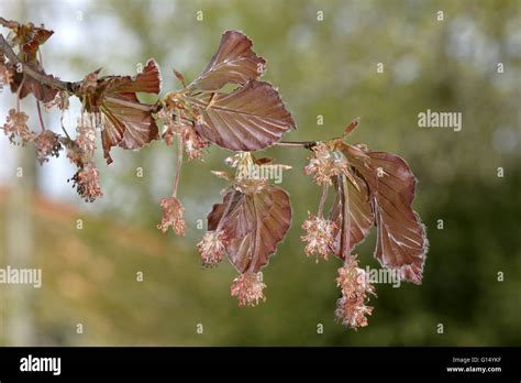 Copper Beech Fagus Sylvaticaatropunicea Purpurea Stock Photo Alamy