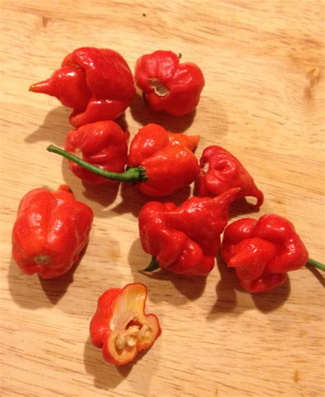 Love Every Bite Ghost Peppers