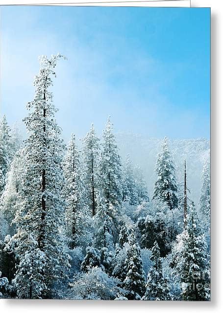 Snow Covered Trees Yosemite National Forest Photograph By Anne Kitzman