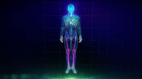 Human Anatomy Lower Leg Bones Muscular System Anatomy Posterior