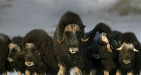 Mature And Young Musk Ox Bulls And Cows In A Defensive Lineup During