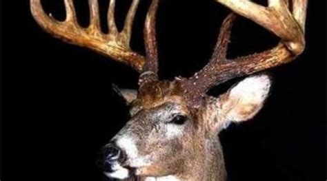 New World Record Whitetail The Johnny King Buck From Wisconsin