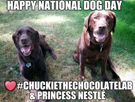 National Dog Day Memes