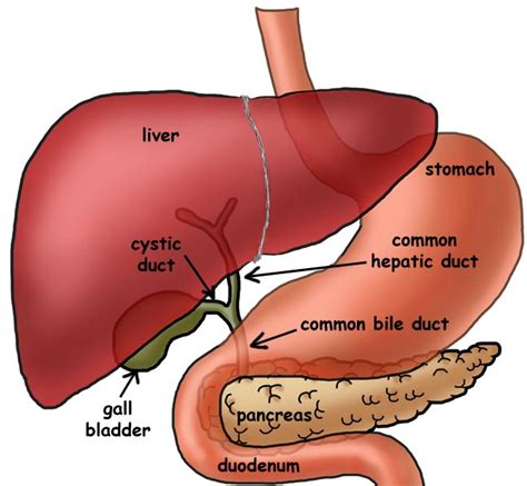 They are secretory glands that are associated with the alimentary system. Liver and Gall Bladder