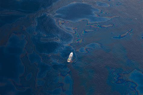 Surprised No Disgusted Yes Study Shows Deepwater Horizon Oil