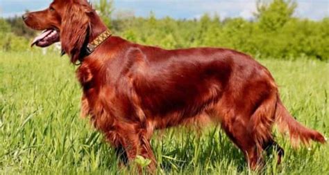 Red Dog Breeds 20 Outstanding Examples To Choose From Pet Care Stores