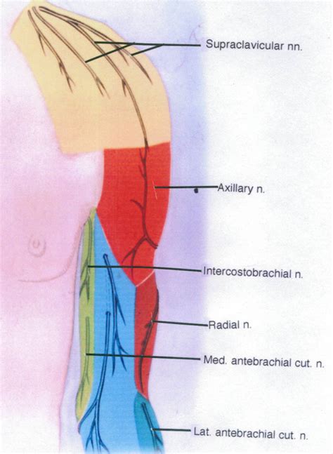 Supraclavicular Nerve Axillary Nerve Intercostobrachi Open I