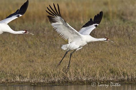 Whooping Crane Photo Trip Coming Up Larry Ditto Nature Photography