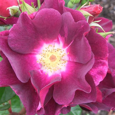 Night Owl Shrub Rose Quality Roses Direct From Grower Shrub Roses