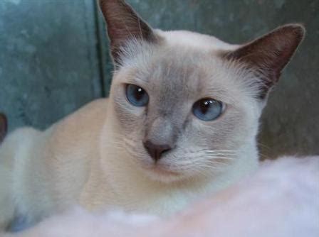At this point, russian blues were shorthaired, solid blue felines with foreign body types. Tonkinese Cats - Breed Profile and Facts