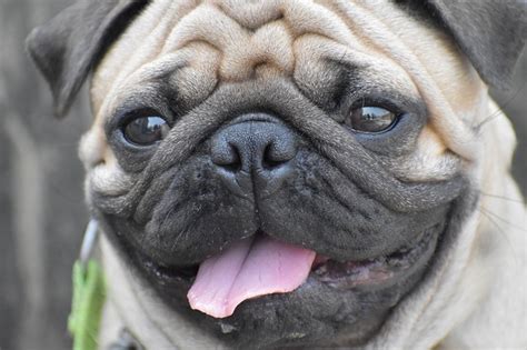 Pug Facts The Smart Dog Guide