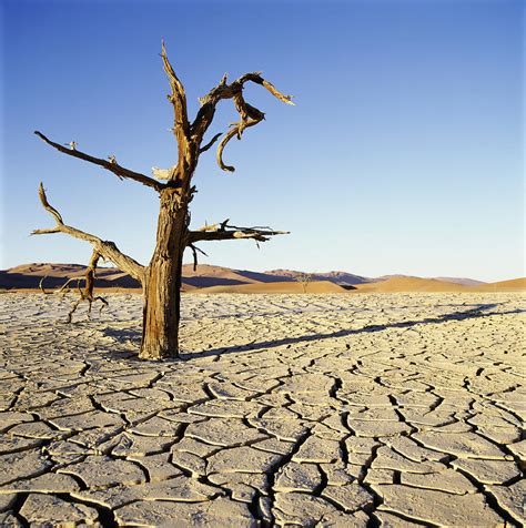 Dead Tree In Cracked Earth In Desert Photograph By Axiom Photographic