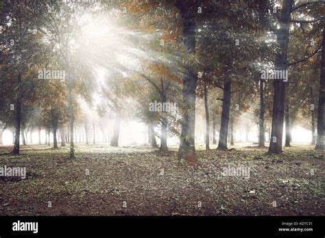 Image Of Sunlight Shining Through The Forest Stock Photo Alamy