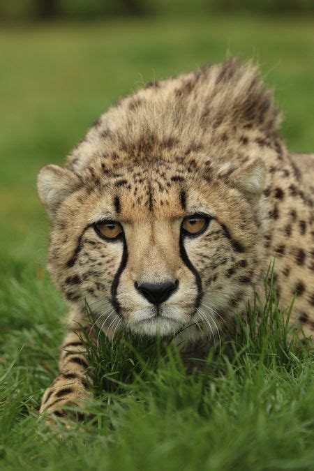 Cautious Cheetah Photo By Rachel Heath — National Geographic Your Shot