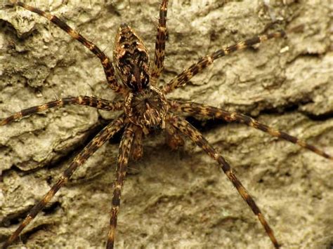 Spider With Striped Legs Brown And White Tinyphant