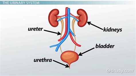 Urinary System Diagram To Label