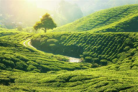Early in the morning i took the bus to cameron highland with the intention to return the same day. Tea Plantation In Cameron Highlands Photograph by Anek ...