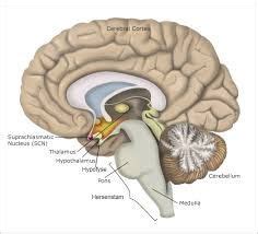 Afbeeldingsresultaat Voor Reptielenbrein Body Clock Nootropics Circadian Rhythm Healthy Sleep