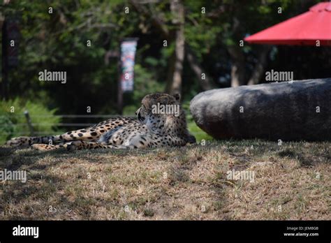 Cheetah At The San Diego Safari Park Stock Photo Alamy