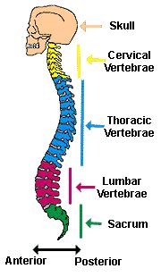 Consider that, we almost always operate with set of different. Neuroscience for Kids - Spinal Cord