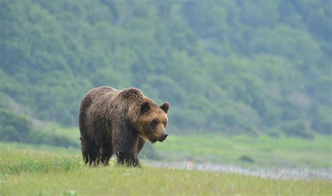 Why Do Brown Bears Frequent Towns More Than Before Hokkaido University