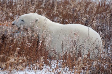 Polar Bear Churchill Manitoba Canada Rod Flickr
