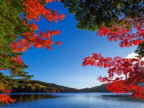 Wallpaper Autumn Lake Red Leaves Free Pictures On Fonwall