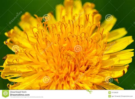 Flower Of Dandelion Stock Photo Image Of Natural Field