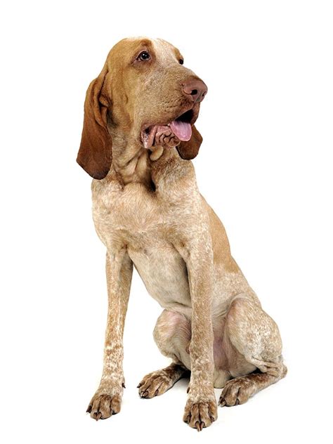 Learn italian through authentic content. Everything about your Bracco Italiano - LUV My dogs