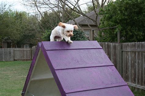 If you want to show your pet how much you love them you can start by building a diy first, we'll look at some dog house plans that can help you build something modern and fancy for your small apartment friend. DIY Dog Agility A-Frame - petdiys.com