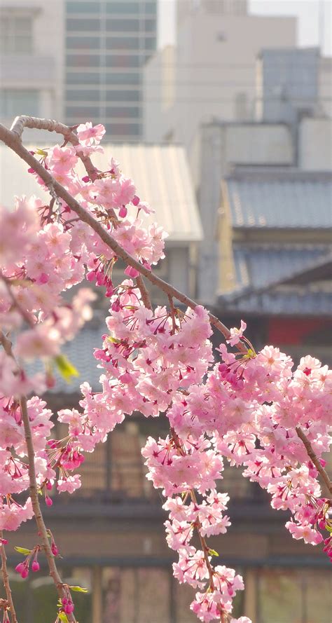 The Top 10 Cherry Blossom Spots In Tokyo You Cant Miss Travel On The